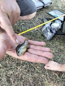 Green Sunfish