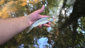 Brown Trout