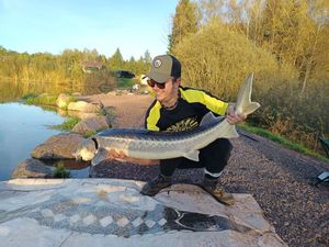 Sturgeon