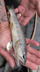 Brown Trout