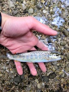 Brown Trout