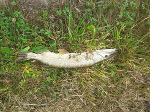 Northern Pike