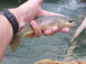 Brown Trout