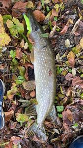 Northern Pike