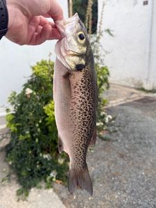 Spotted Seabass