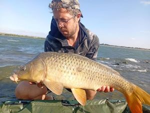 Common Carp