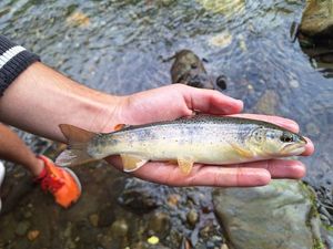 Brown Trout