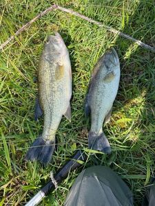 Largemouth Bass