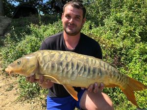 Mirror Carp