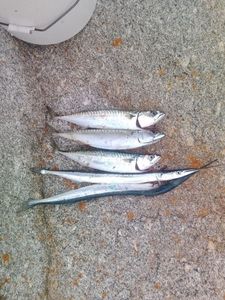 Garfish