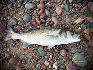European Bass (Seabass)