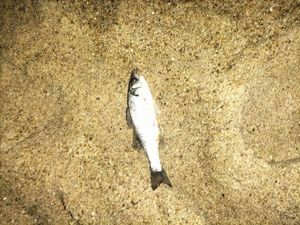 European Bass (Seabass)