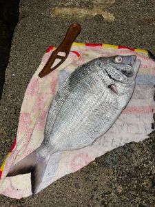 White Seabream