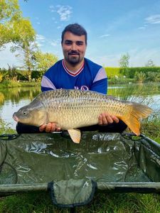 Common Carp