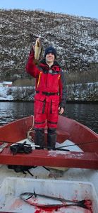 Atlantic Cod (Baltic)
