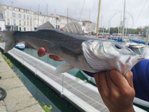 European Bass (Seabass)