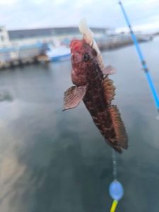 Giant Goby