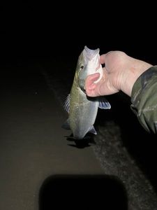 European Bass (Seabass)