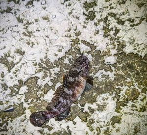 Black Goby
