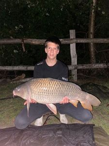 Common Carp