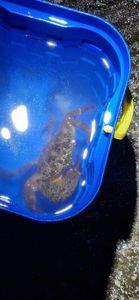 Brown Crab