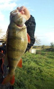 European Perch