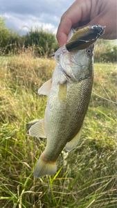 Largemouth Bass