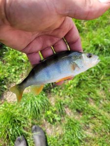 European Perch
