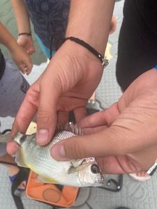 White Seabream