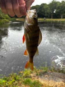 European Perch