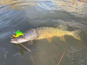 Northern Pike