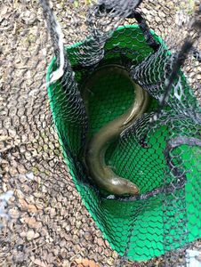 European Eel (Common Eel)