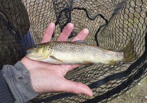 Brown Trout