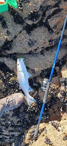 European Bass (Seabass)