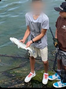 Flathead Grey Mullet