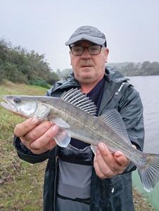Zander