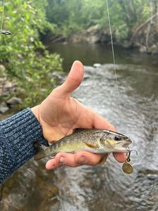 Brown Trout