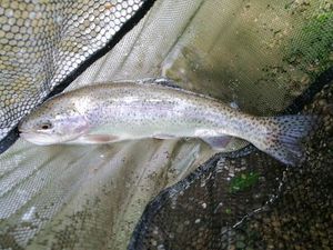 Rainbow Trout
