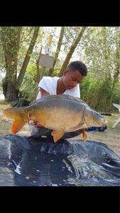 Mirror Carp