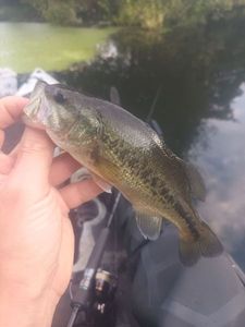 Largemouth Bass