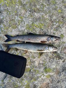 Lake Trout
