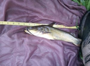 Black Bullhead