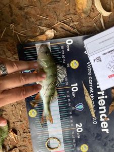 European Perch