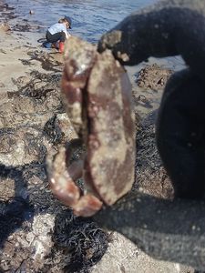 Brown Crab