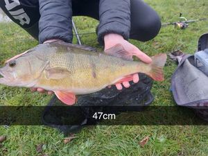European Perch