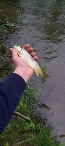 Brown Trout