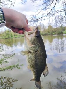 Largemouth Bass