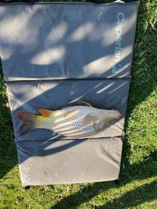Common Carp