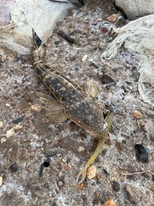 Platycephalus