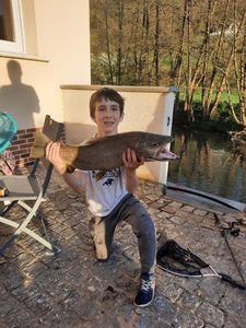 Brown Trout